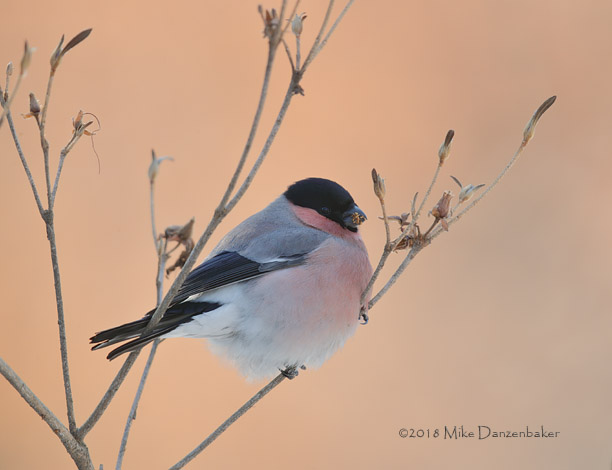 Eurasian Bullfinch (Pyrrhula pyrrhula) photo