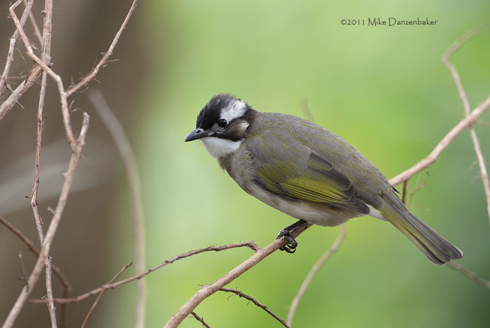 Light-vented Bulbul (Pycnonotus sinensis) photo
