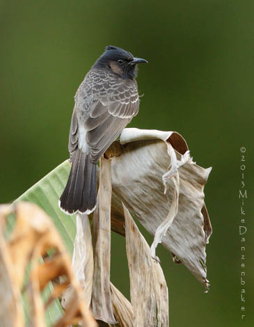 Red-vented Bulbul (Pycnonotus cafer) photo