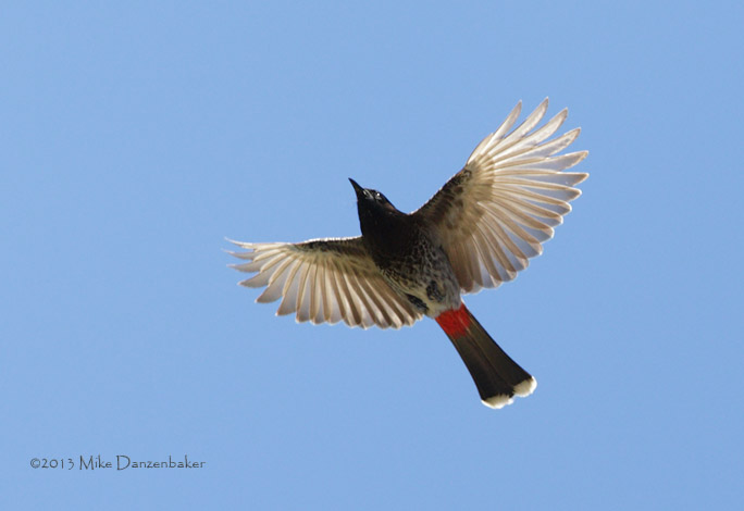 Red-vented Bulbul (Pycnonotus cafer) photo