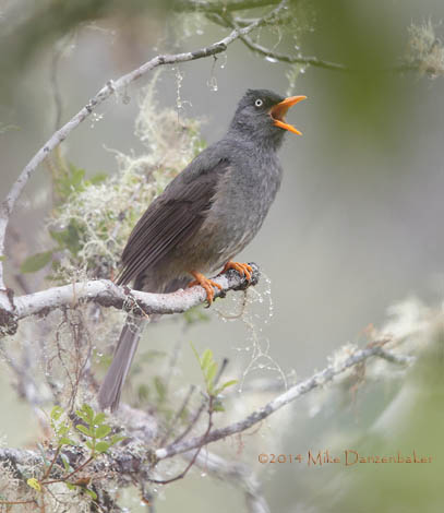 Reunion Bulbul (Hypsipetes borbonicus) photo