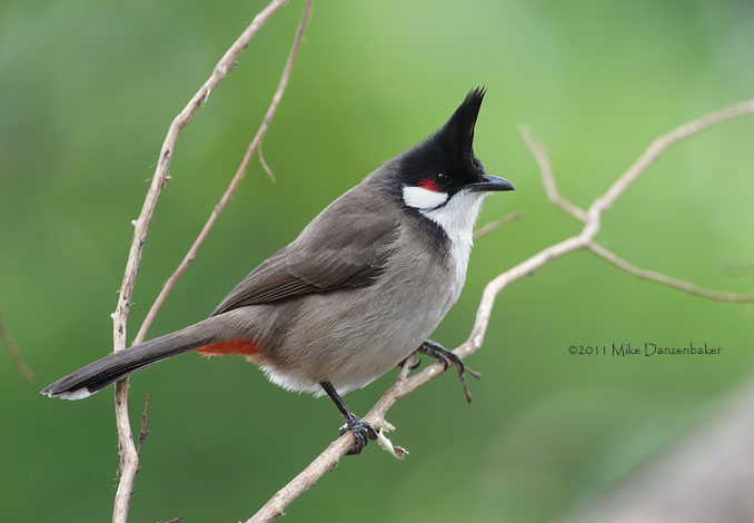 Red-whiskered Bulbul (Pycnonotus jocosus) photo image