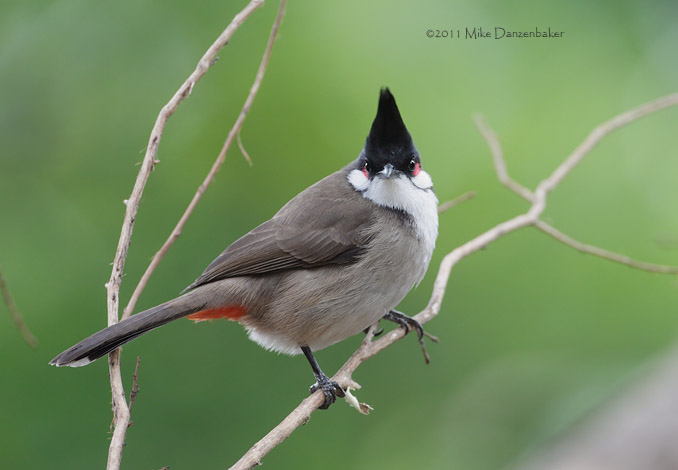 Red-whiskered Bulbul (Pycnonotus jocosus) photo image
