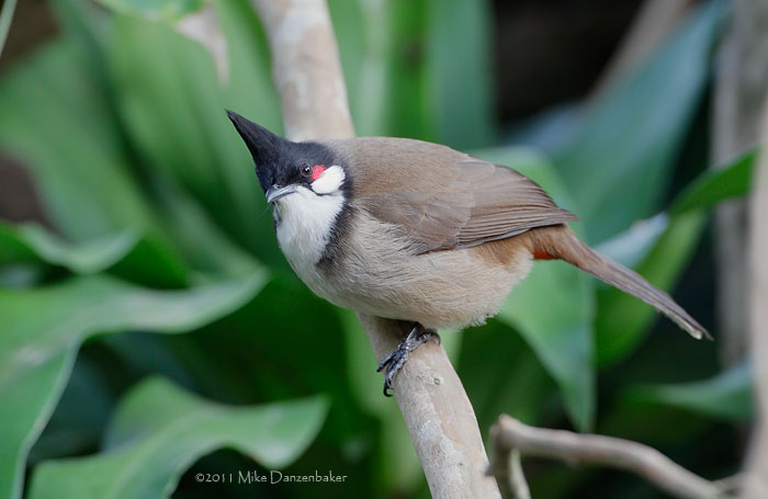 Red-whiskered Bulbul (Pycnonotus jocosus) photo image