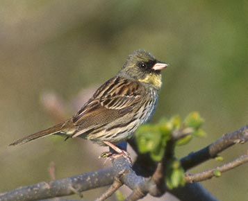 Black-faced Bunting (Emberiza spodocephala) photo image