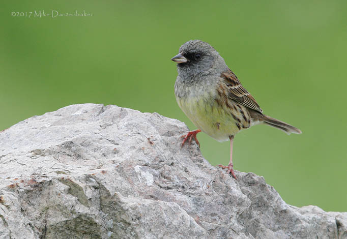 Black-faced Bunting (Emberiza spodocephala) photo image