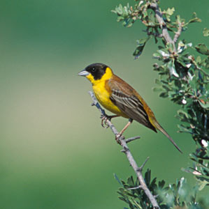 Black-headed Bunting (Emberiza melanocephala) photo image