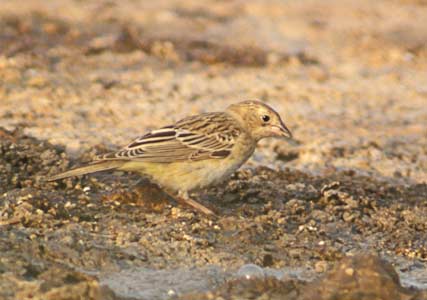 Black-headed Bunting (Emberiza melanocephala) photo image