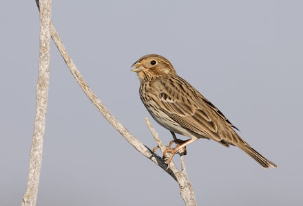 Corn Bunting (Emberiza calandra) photo image