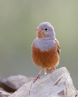 Cretzschmar's Bunting (Emberiza caesia) photo image