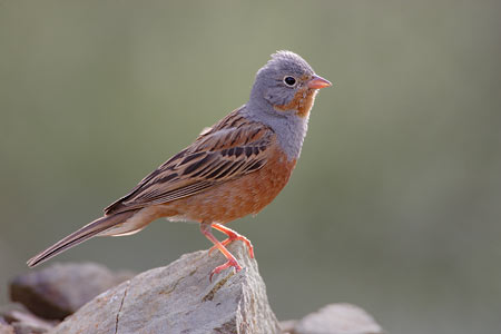 Cretzschmar's Bunting (Emberiza caesia) photo image