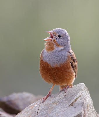 Cretzschmar's Bunting (Emberiza caesia) photo