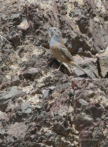 Godlewski's Bunting (Emberiza godlewskii) photo