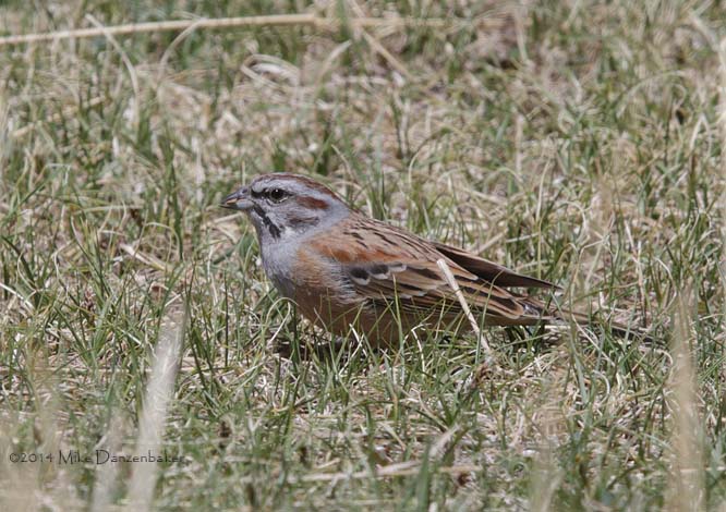 Godlewski's Bunting (Emberiza godlewskii) photo