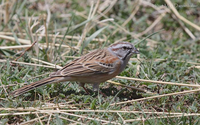 Godlewski's Bunting (Emberiza godlewskii) photo