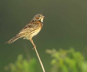 Chestnut-eared Bunting (Emberiza fucata) photo image