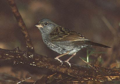 Grey Bunting (Emberiza variabilis) photo image
