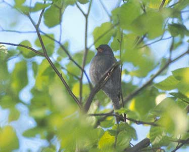 Grey Bunting (Emberiza variabilis) photo image