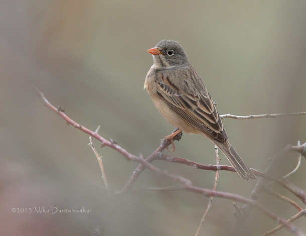 Grey-necked Bunting (Emberiza buchanani) photo image