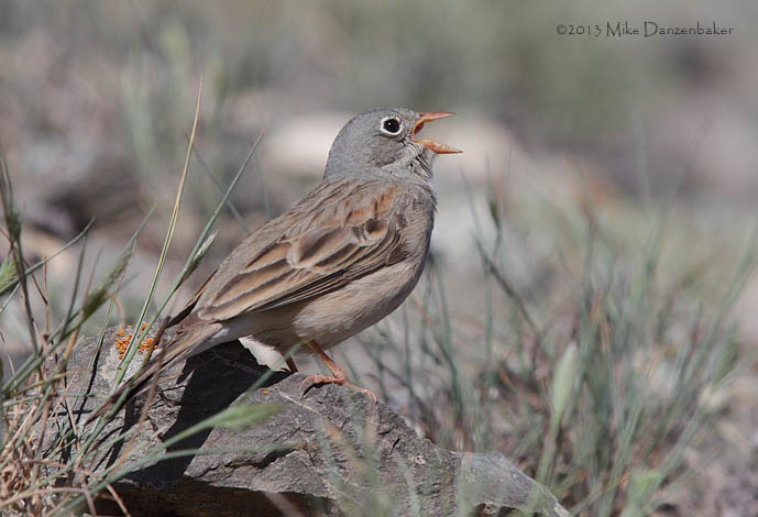 Grey-necked Bunting (Emberiza buchanani) photo image