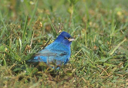 Indigo Bunting (Passerina cyanea) photo image
