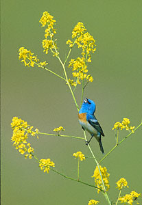 Lazuli Bunting (Passerina amoena) photo