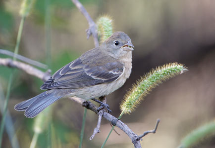 Lazuli Bunting (Passerina amoena) photo image