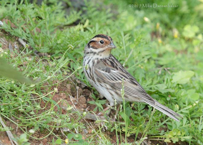 Little Bunting (Emberiza pusilla) photo