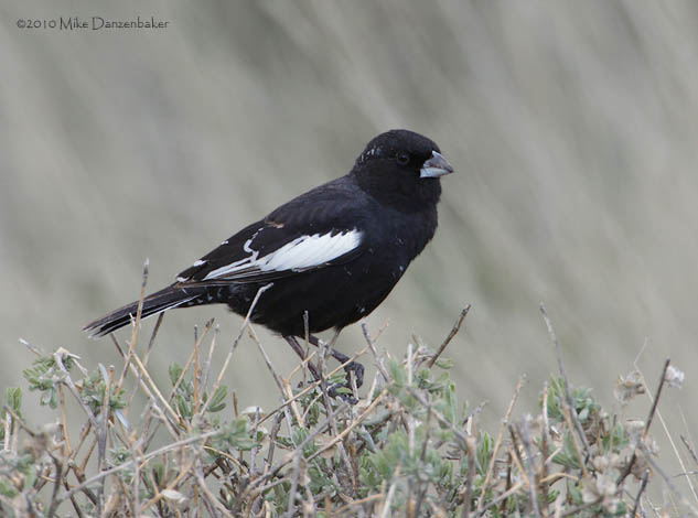 Lark Bunting (Calamospiza melanocorys) photo image