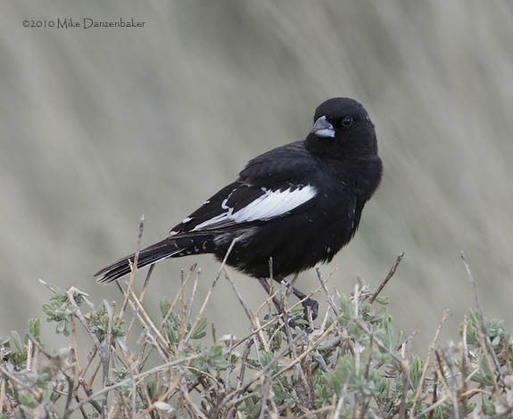 Lark Bunting (Calamospiza melanocorys) photo image