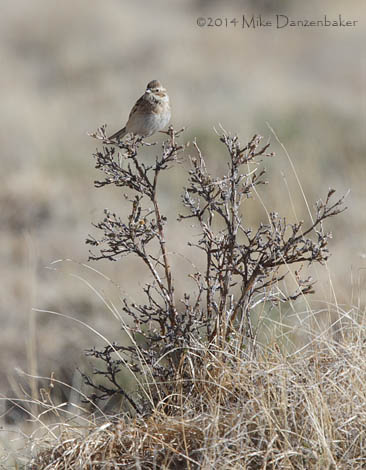Pallas's Reed Bunting (Emberiza pallasi) photo image