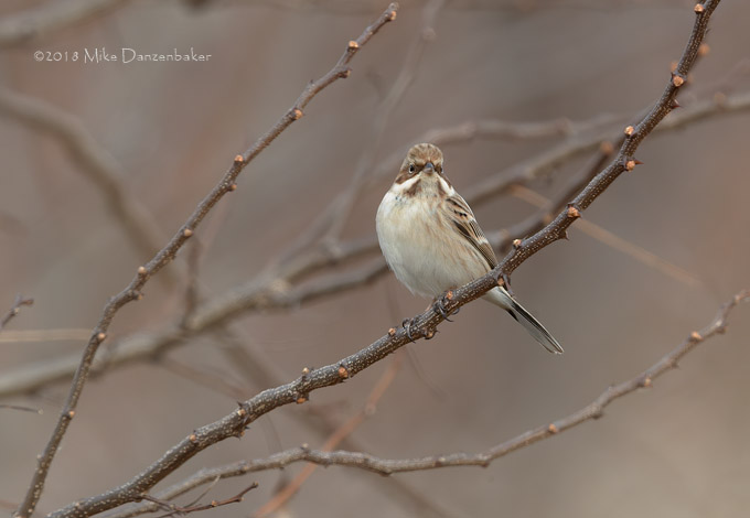 Pallas's Reed Bunting (Emberiza pallasi) photo image