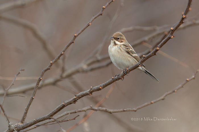 Pallas's Reed Bunting (Emberiza pallasi) photo image