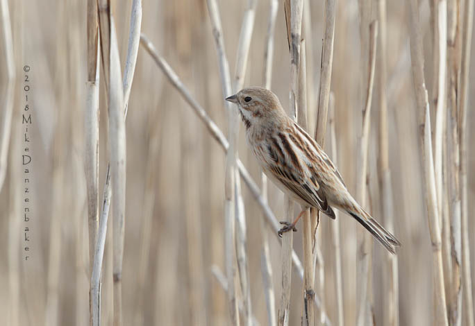 Pallas's Reed Bunting (Emberiza pallasi) photo image