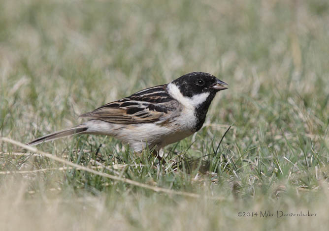 Pallas's Reed Bunting (Emberiza pallasi) photo image