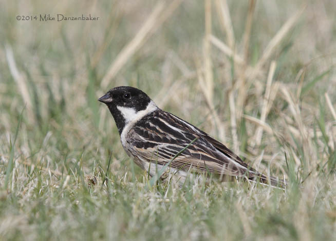Pallas's Reed Bunting (Emberiza pallasi) photo image