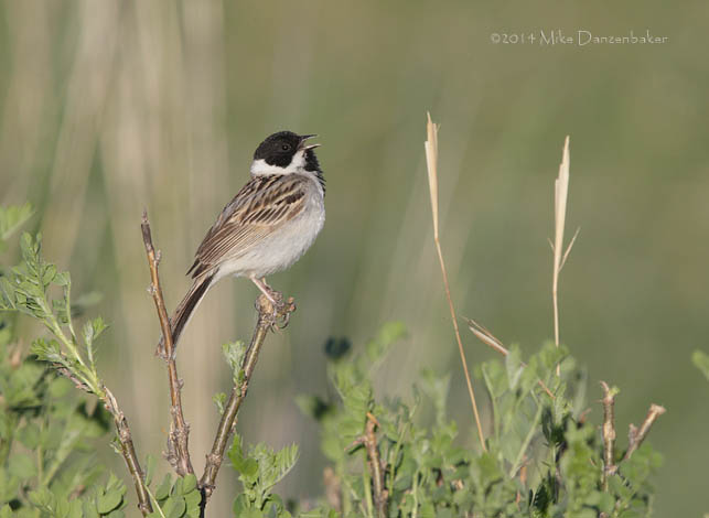 Pallas's Reed Bunting (Emberiza pallasi) photo image