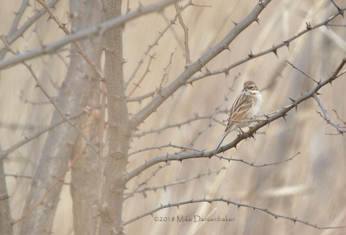 Pallas's Reed Bunting (Emberiza pallasi) photo image