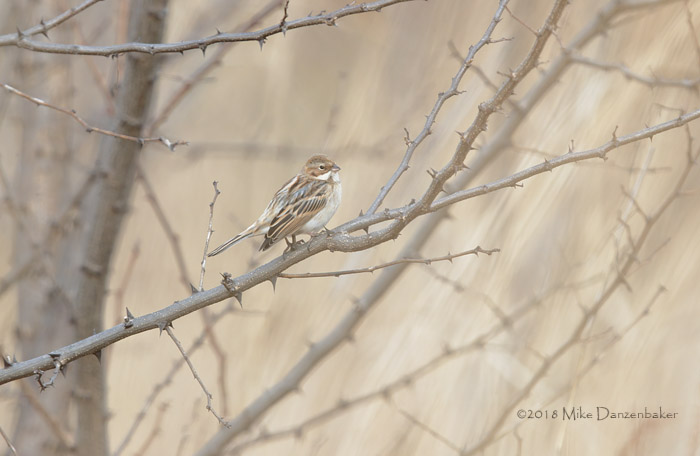 Pallas's Reed Bunting (Emberiza pallasi) photo image