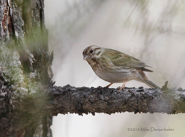 Pine Bunting (Emberiza leucocephalos) photo image