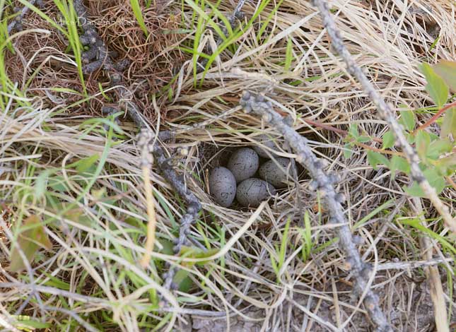 Pine Bunting (Emberiza leucocephalos) photo image