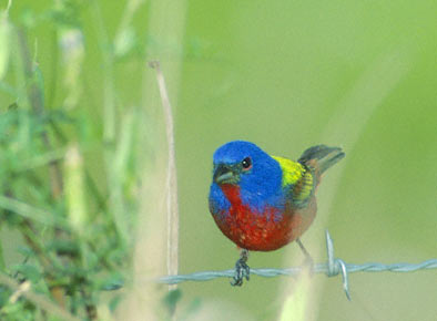 Painted Bunting (Passerina ciris) photo image