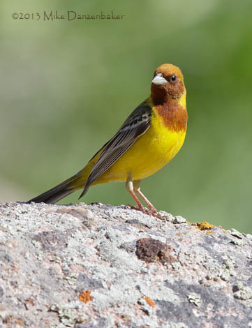 Red-headed Bunting (Emberiza bruniceps) photo image