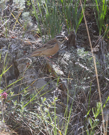 Rock Bunting (Emberiza cia) photo image