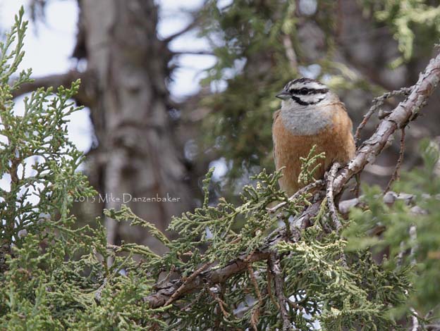 Rock Bunting (Emberiza cia) photo image