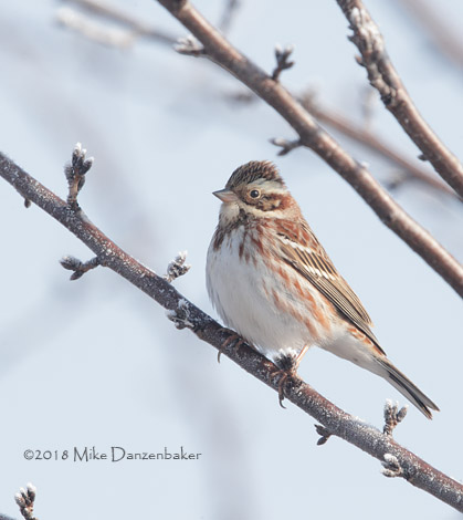 Rustic Bunting (Emberiza rustica) photo image