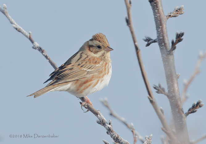 Rustic Bunting (Emberiza rustica) photo image