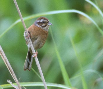 Meadow Bunting (Emberiza cioides) photo image