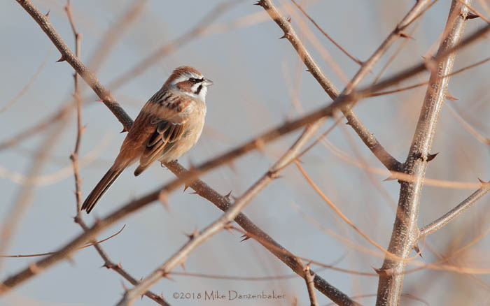 Meadow Bunting (Emberiza cioides) photo