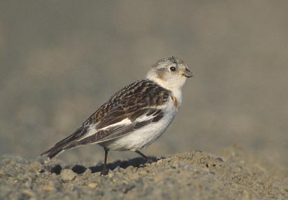 Snow Bunting (Plectrophenax nivalis) photo image